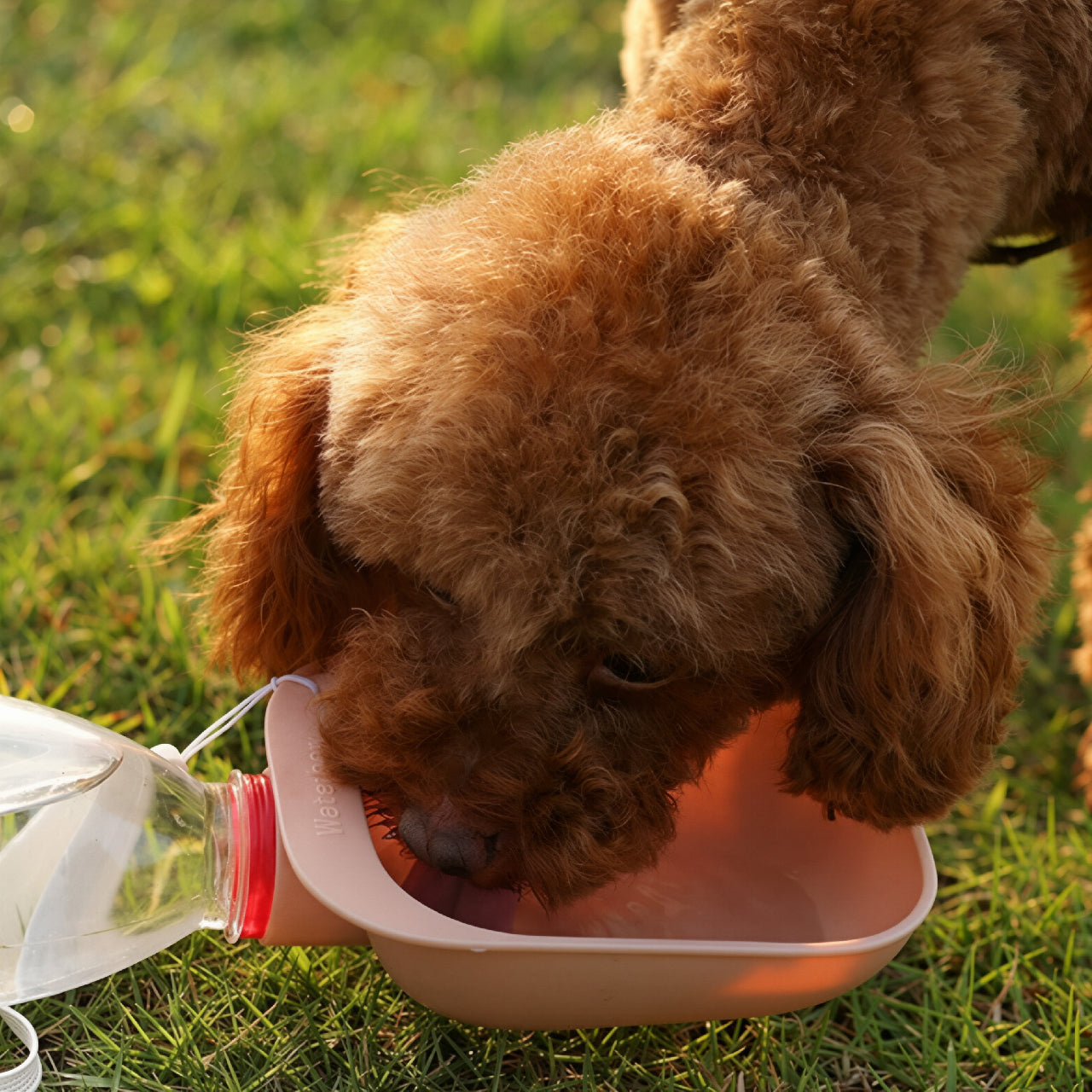 Pet Water Dispenser with Leash Attachment