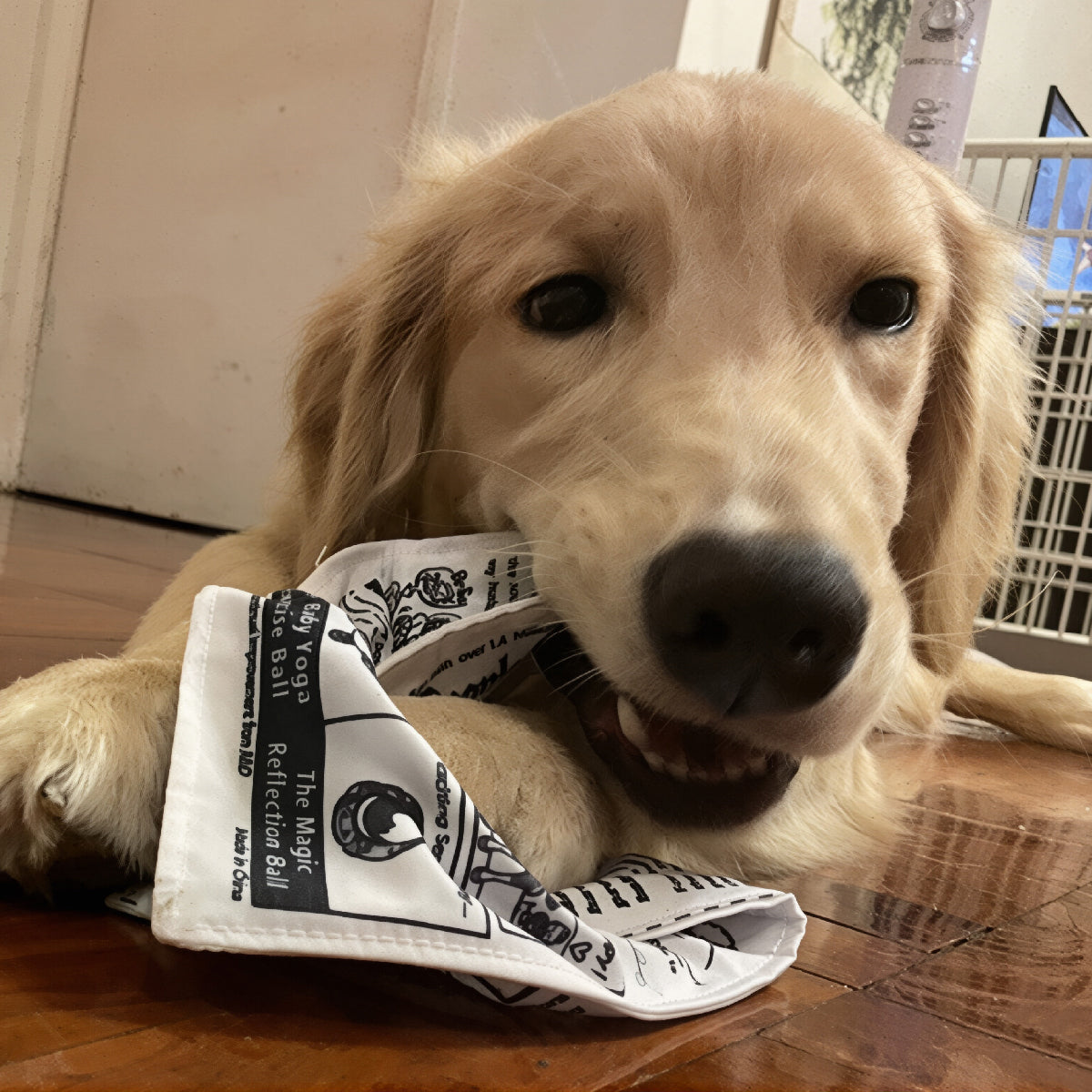 Funny Newspaper & Poker Squeaky Toys