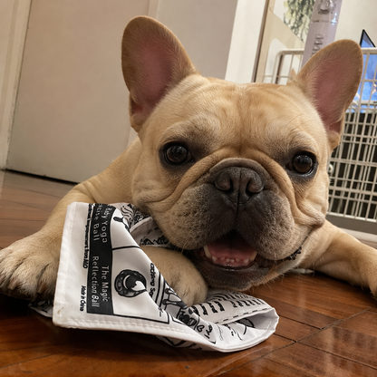 Funny Newspaper & Poker Squeaky Toys