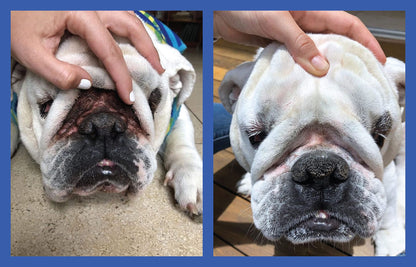 Dog Wrinkle Paste for Bulldogs & French Bulldogs