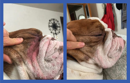 Dog Wrinkle Paste for Bulldogs & French Bulldogs