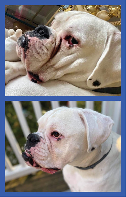 Dog Wrinkle Paste for Bulldogs & French Bulldogs