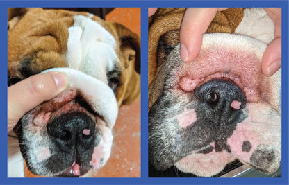 Dog Wrinkle Paste for Bulldogs & French Bulldogs